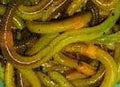 25 Cups X12/cup Big Green Canadian Nightcrawler by US Worm Supply. Live delivery Guaranteed by DMF Bait The Worlds Largest Supplier of Live Bait.