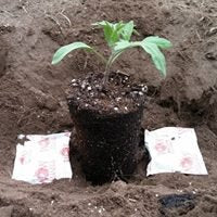 Wallace Organic Wonder Super Grow Your Tomatoes Vegetable Flowers and Herbs Kit