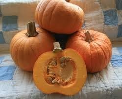 Pumpkin Sugar Pie Great Heirloom Vegetable by Seed Kingdom Bulk 1 LB Seeds