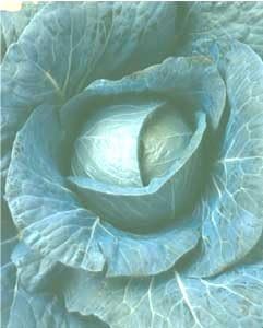 Cabbage Bravo 1000 Seeds