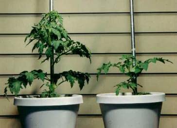 Helps Your Plants Grow Bigger Faster and Stronger 30lb Bucket
