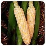 Dirt Goddess Super Seeds ~ Bulk Sweet Corn Seeds (1 LB) 3000 Seeds ~Golden Bantam