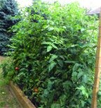Natural Alternative 5-5-5 All-Purpose Starter Plant Food 6.5lb. Jug (55500)