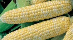 Bulk Corn Seeds - Bilicious Organic Corn Non GMO (25 Lbs)