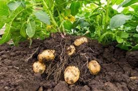 Russet Seed Potatoes Heirloom Non-GMO Tubers for Planting (5 lbs)