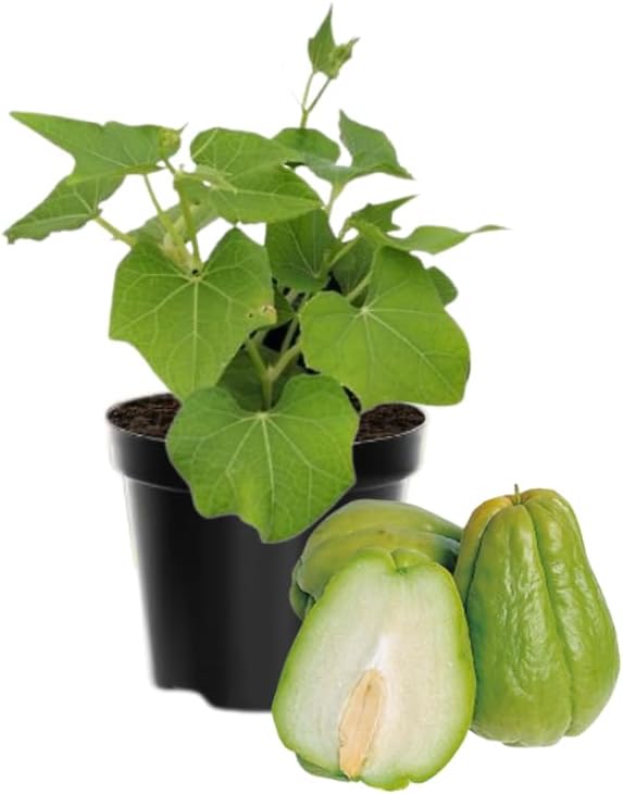 Chayote Squash Plant Live Chayote Plant Gallon Pot 7 to 10 Inc Tall Live Garden Vegetable Vine