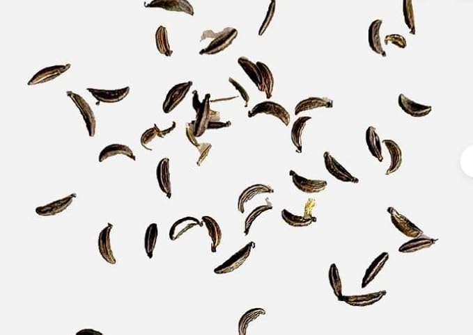 Perennial 25+ Skirret Seeds Zones 4-9 Organic