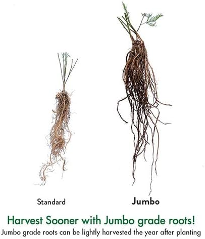 GURNEY'S -Mary Washington Improved Jumbo Asparagus Dormant Bare Root Vegetable Roots 10 Jumbo 3 Year Old Plant Roots per Offer