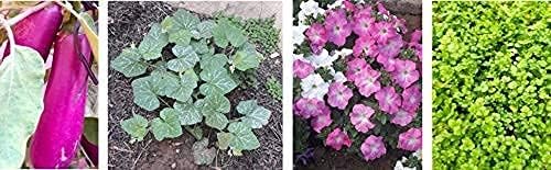 M.P. Bum Bum Bhole Extra Power Mustard Cake Powder Organic Fertilizer for Home Garden 1kg