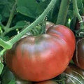 Black Krim Tomato Seeds (300 Seed Package)