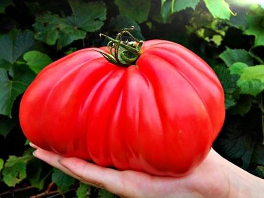 12-31-14 + Bloom &amp Flower Plant Food Plant Marvel 5 - Lb. Bag (25 pounds)