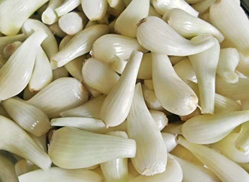 10 Starter Plants of Perennial Rakkyo Onion Allium chinense (Bare Root)