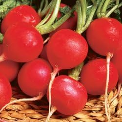 Radish Champion Great Heirloom Vegetable by Seed Kingdom (1 Lb Seeds)