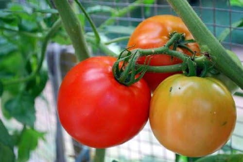 Big Boy Tomato Live Vegetable Plants 4-Pack
