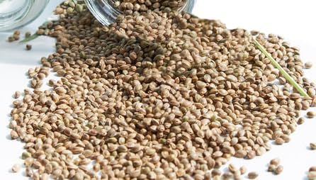 STS Feminized Seed Making Spray 10 oz – No Mixing Required | Enhanced with Sticky Organic Canna_Coat for Maximum Effectiveness