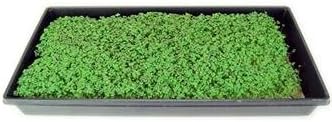 Red Giant Mustard Seeds: 4 Oz - Non-GMO Seeds for Herb Gardening Growing Microgreens Vegetable Garden