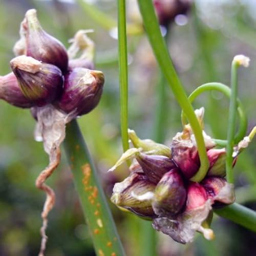 Potted of 3 Trees Onion Egyptian Walking Onion Live Plants for Planting Outdoors Rare Fresh Heirloom Allium Winter Onions Vegetable