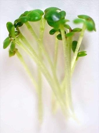 Red Giant Mustard Seeds: 1 Lb - Non-GMO Seeds for Herb Gardening Growing Micro Greens Vegetable Garden