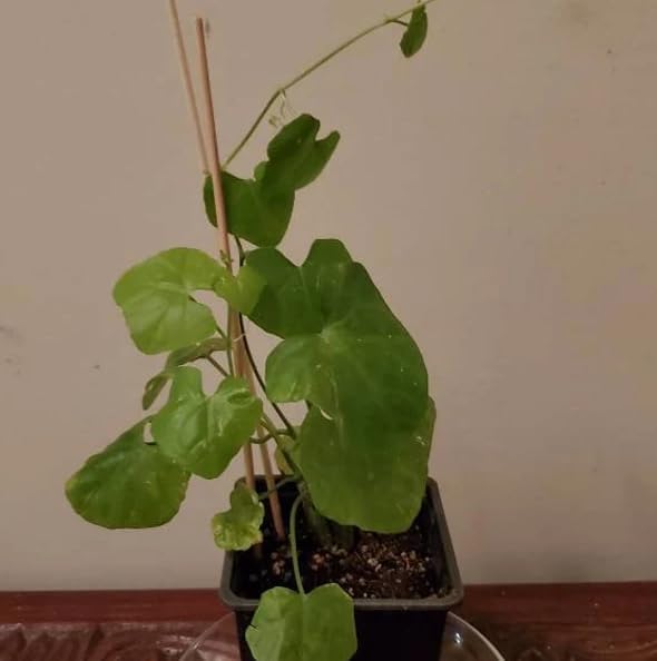 Live Red Tindora Plant Ivy Gourd Perennial Vine Scarlet Gourd Vine Climbing Gourds Plant Half Gal Pot No Ship CA