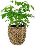 Generic 14.6 Self Watering Wicker Planter Garden Decoration Pot Dark Brown Round