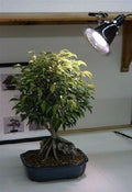 Bonsai Boy e3065 32W Grow Light Kit - Full Daylight Spectrum - Fluorescent Grow Light 150W Equivalent