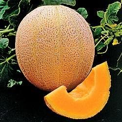Cantaloupe Hales Best Jumbo Melon Heirloom Vegetable Seeds by Seed Kingdom (1 Lb Seeds)