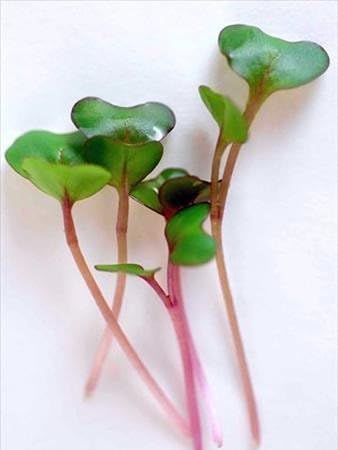 Purple Vienna Kohlrabi Seeds: 5 Lb - Non-GMO Vegetable Gardening &amp Micro Greens Growing Seed