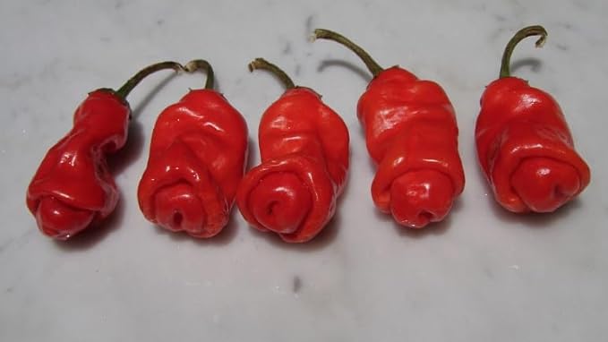 Ultimate Super‑Hot Combo Pack – Carolina Reaper Red &amp White Ghost Pepper Moruga Scorpion Red Scotch Bonnet Peter Pepper Fresno Burkina Yellow – 125 Non‑GMO Seeds – Intense Heat Kit