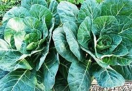 Collards Georgia Great Heirloom Vegetable by Seed Kingdom Bulk 1 Lb Seeds