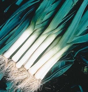 Leek Tadorna 1000 Seeds