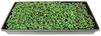 Purple Vienna Kohlrabi Seeds: 1 Lb - Non-GMO Vegetable Garden &amp Micro Greens Growing Seed