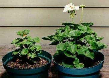Helps Your Plants Grow Bigger Faster and Stronger 30lb Bucket