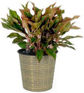 13.4 Self Watering Wicker Decor Planter for Indoor and Outdoor Round Natural