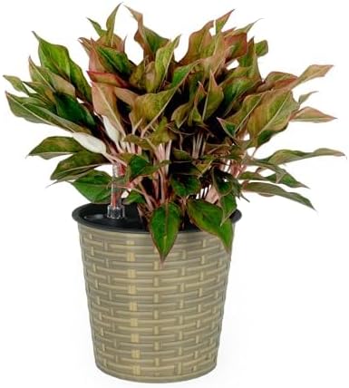 13.4 Self Watering Wicker Decor Planter for Indoor and Outdoor Round Natural