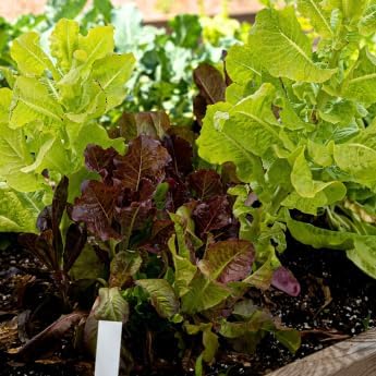 Gourmet Looseleaf Lettuce Blend - Complete Seed Pod Plugs with Plant Food - 10 Pods for Hyrdoponic Gardens Click and Grow Lettuce Grow and Outdoor Gardens
