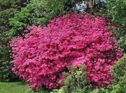 Liquid Fertilizer 16-8-4 general purpose fertilizer that provides vigorous sustained growth (1 Gallon)