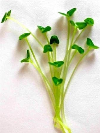 Chia Sprouting Seeds: 5 Lb - Non-GMO Black Chia Seeds for Growing Microgreens Sprouting Growing Micro Chia Greens