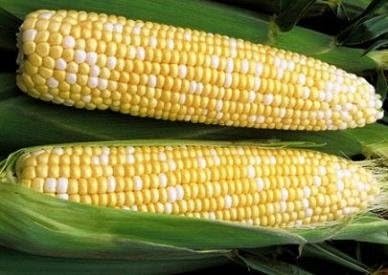 Dirt Goddess Super Seeds ~ Golden Bantam Sweet Corn Seeds (1/2 LB) 1000 Seeds Non-GMO