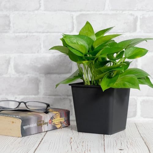 6.3 Square Plant Pot GPlastic Pots with Drainage (5 Pack)