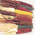 Zea Mays (Ornamental Corn) Little Jewels 1000 Seeds