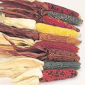 Zea Mays (Ornamental Corn) Little Jewels 1000 Seeds