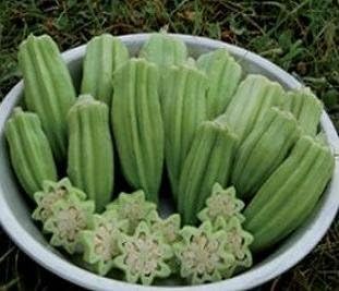 Okra Star of David 1000 Seeds