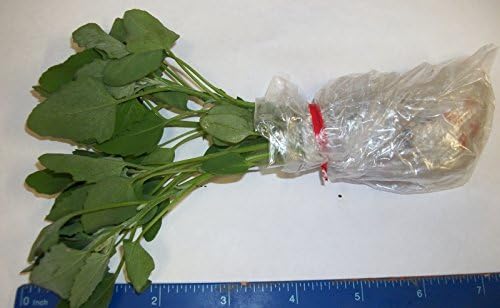 3 Live Starts Lambsquarter/Chenopodium Album (Organically Grown) (Organically Grown)