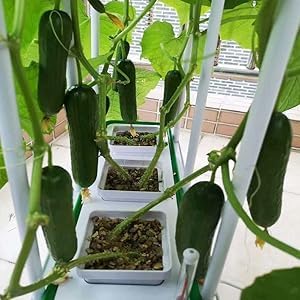 Smart Hydroponic Growing System Kit Safe and Durable Indoor Gardening System Suitable for Growing Tomatoes Melons Vegetables Cabbage Peppers Herbs Flowers and Other Plants (7L)