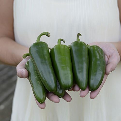 Park Seed Variety of Cucumber &amp Pepper Seeds – Mini-Me F1 Organic Cucumber &amp Park’s Whopper Jalapeño | Easy to Grow Non-GMO Perfect for Snacking Pickling &amp Spring Gardens
