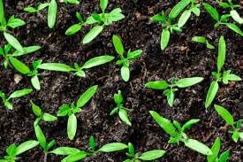 Organic Seedling Fertilizer 1 Gal CDFA Organic Registered. Plant Care Fertilizer for Vegetable Gardens Like Tomato Cucumber Beans Carrots and All Other Plants