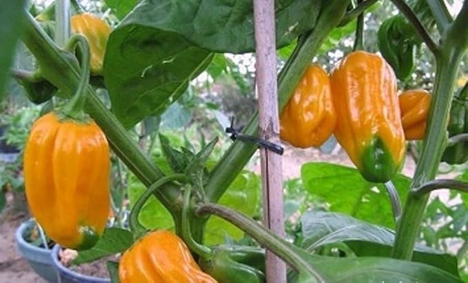 Ultimate Super‑Hot Combo Pack – Carolina Reaper Red &amp White Ghost Pepper Moruga Scorpion Red Scotch Bonnet Peter Pepper Fresno Burkina Yellow – 125 Non‑GMO Seeds – Intense Heat Kit