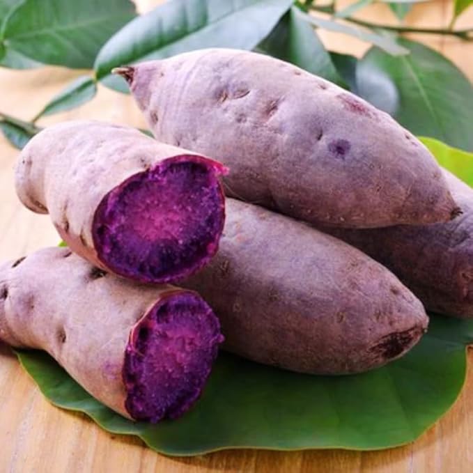 3 Potted Purple Sweet Potato Vine Live Plants for Planting Outdoors Well Rooted High Yield Purple Sweet Potato
