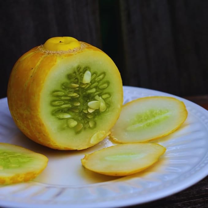 2 Lemon Cucumber Plants Live for Planting Live Cucumber Plants for Planting 4 to 7 Inches Tall Vegetable Plant