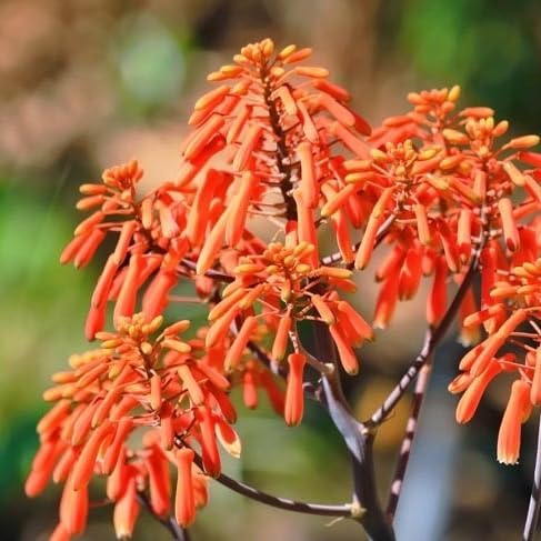Coral Aloe Plants (Aloe striata) - Live Succulent with Striking Pink Edges and Smooth Flat Leaves for Indoor/Outdoor Gardening (2 Coral Aloe sacs)